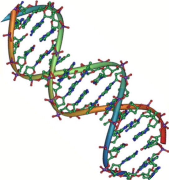 Figure 3.5.2 : Native DNA is an antiparallel double helix. The phosphate backbone (indicated by the curvy lines) is on the outside, and the bases are on the inside. Each base from one strand interacts via hydrogen bonding with a base from the opposing strand. (credit: Jerome Walker/Dennis Myts)