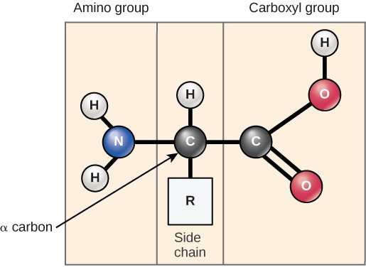 Amino acids have a central asymmetric carbon to which an amino group, a carboxyl group, a hydrogen atom, and a side chain (R group) are attached.