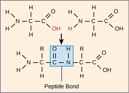Peptide bond formation is a dehydration synthesis reaction. The carboxyl group of one amino acid is linked to the amino group of the incoming amino acid. In the process, a molecule of water is released.