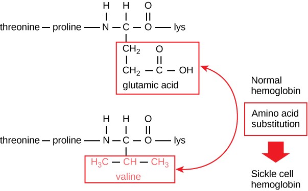 The beta chain of hemoglobin is 147 residues in length, yet a single amino acid substitution leads to sickle cell anemia. In normal hemoglobin, the amino acid at position seven is glutamate. In sickle cell hemoglobin, this glutamate is replaced by a valine.