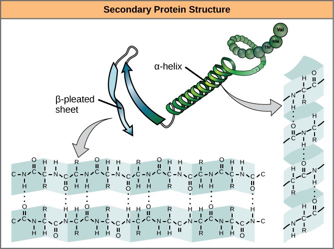 The α-helix and β-pleated sheet are secondary structures of proteins that form because of hydrogen bonding between carbonyl and amino groups in the peptide backbone. Certain amino acids have a propensity to form an α-helix, while others have a propensity to form a β-pleated sheet.