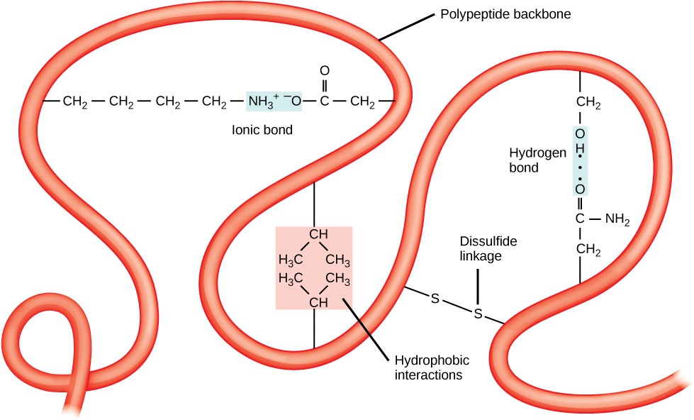 The tertiary structure of proteins is determined by a variety of chemical interactions. These include hydrophobic interactions, ionic bonding, hydrogen bonding and disulfide linkages.