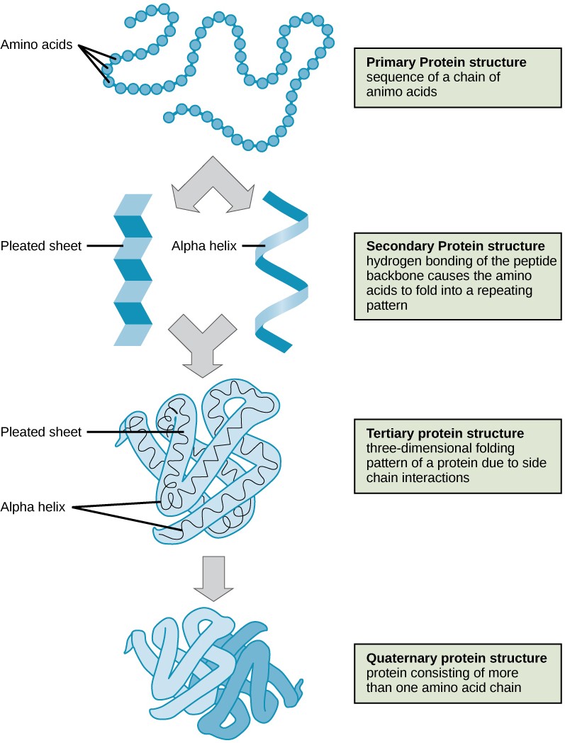 The four levels of protein structure can be observed in these illustrations. (credit: modification of work by National Human Genome Research Institute)